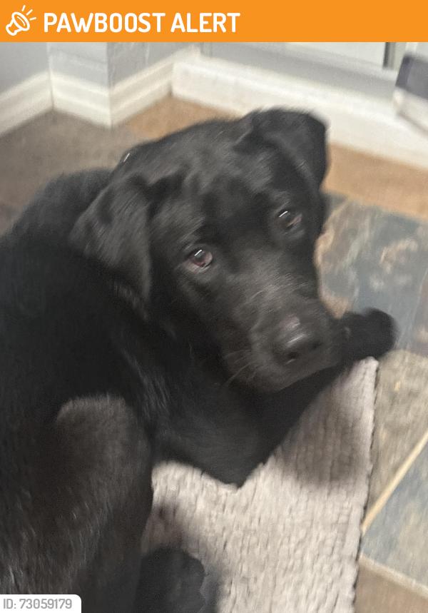 Found/Stray Male Dog last seen McMillan, Henderson County, NC 28792