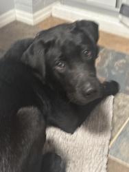 Found/Stray Male Dog last seen McMillan, Henderson County, NC 28792
