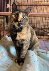Lost Female Cat last seen Forest Ave, Staten Island New York, Staten Island, NY 10310
