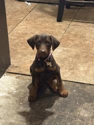 Lost Female Dog last seen Handley park, Fort Worth, TX 76112