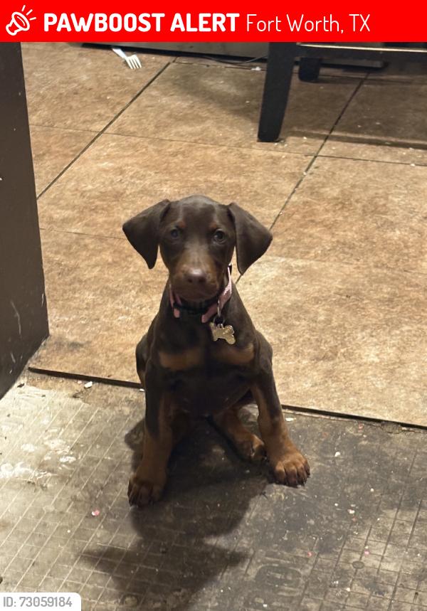 Lost Female Dog last seen Handley park, Fort Worth, TX 76112