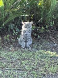 Found/Stray Unknown Cat last seen Barry Dr and Catalina, Deltona, FL 32725