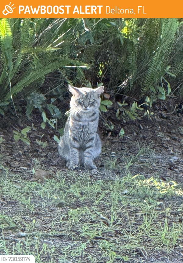 Found/Stray Unknown Cat last seen Barry Dr and Catalina, Deltona, FL 32725