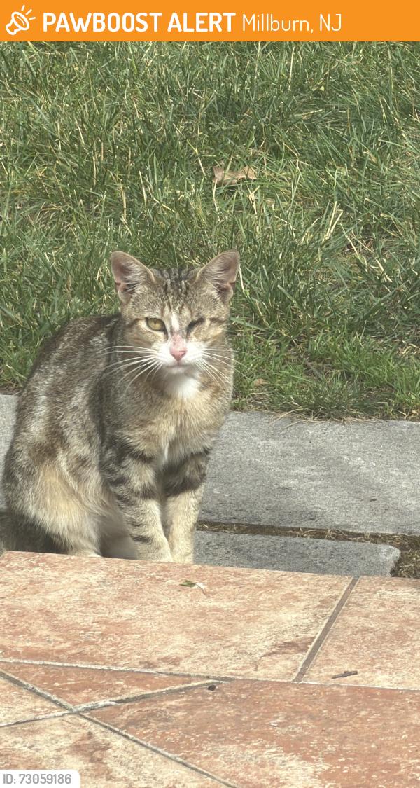 Found/Stray Female Cat last seen Locust Avenue, Millburn, Millburn, NJ 07041