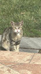 Found/Stray Female Cat last seen Locust Avenue, Millburn, Millburn, NJ 07041