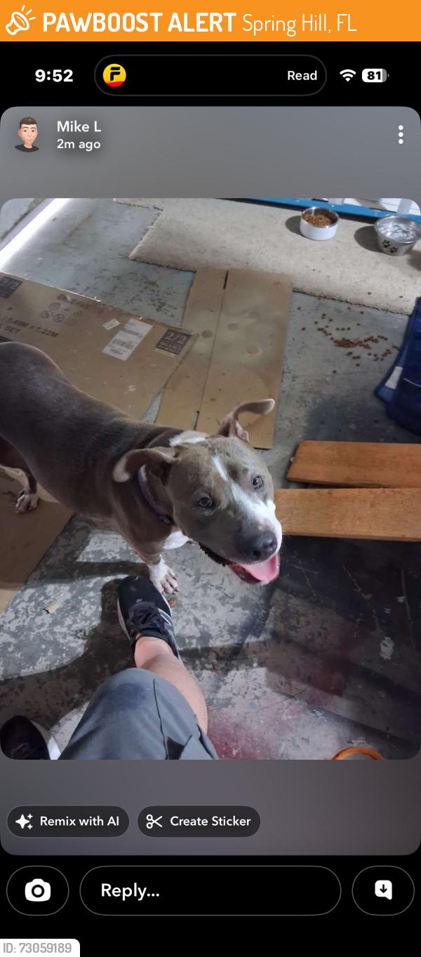 Found/Stray Female Dog last seen Near Chadwick Ave Springhill, Spring Hill, FL 34609