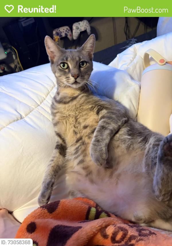 Reunited Male Cat last seen Tibet road 77546, blackhawk friendswood, near cavalry church and laura leigh ln, Friendswood, TX 77546