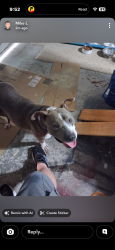 Found/Stray Female Dog last seen Near Chadwick Ave Springhill, Spring Hill, FL 34609