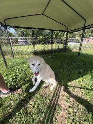 Found/Stray Female Dog last seen Dallas hollow road and Hixson pike, Lakesite, TN 37343