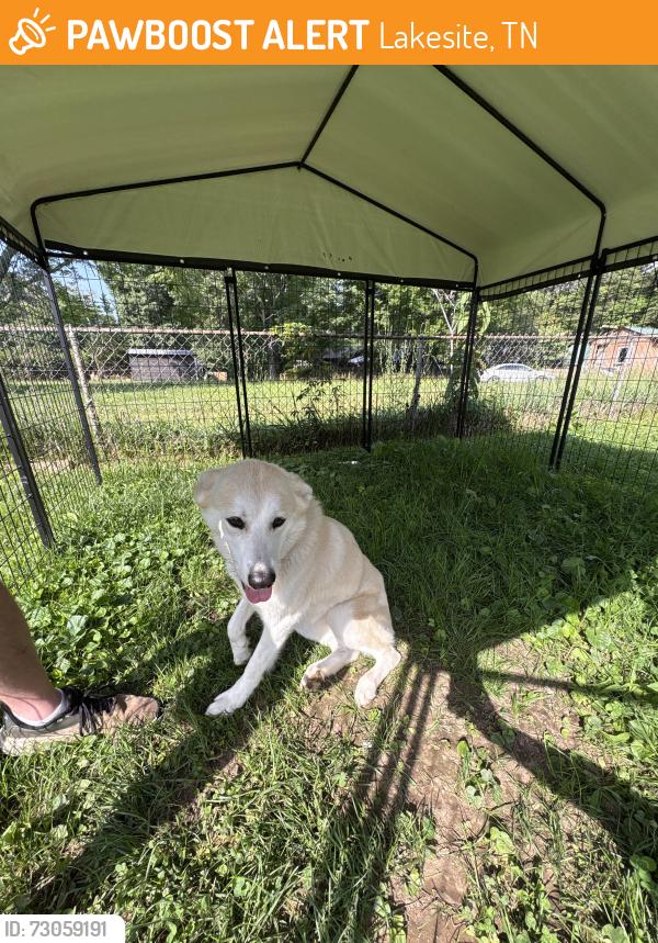 Found/Stray Female Dog last seen Dallas hollow road and Hixson pike, Lakesite, TN 37343