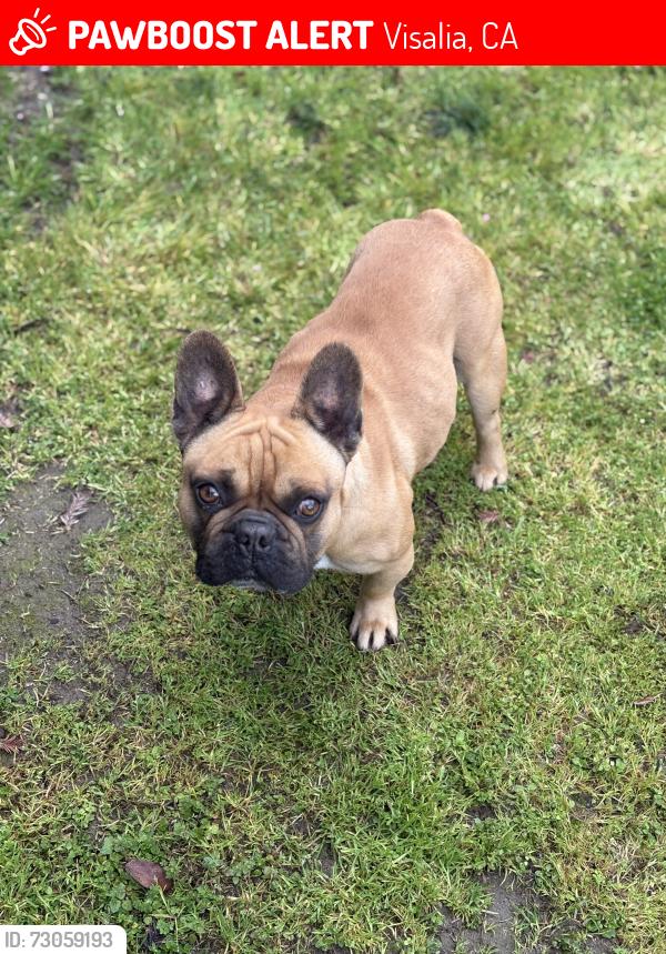Lost Male Dog last seen Woodland and west Dartmouth ave near Houk Park, Visalia, CA 93277