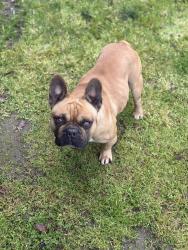 Lost Male Dog last seen Woodland and west Dartmouth ave near Houk Park, Visalia, CA 93277