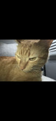 Lost Male Cat last seen Salem and 50th, Lubbock, TX 79414