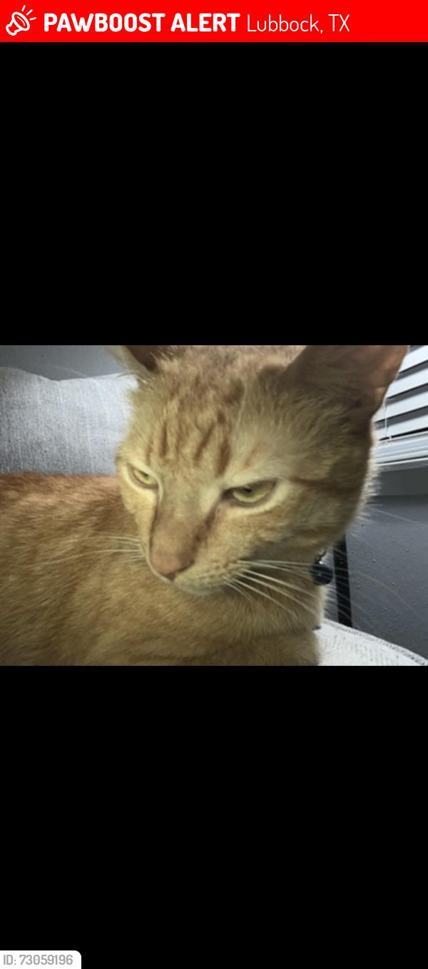 Lost Male Cat last seen Salem and 50th, Lubbock, TX 79414