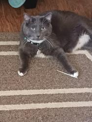 Reunited Male Cat last seen Arkansas Louisiana, St. Louis, MO 63118