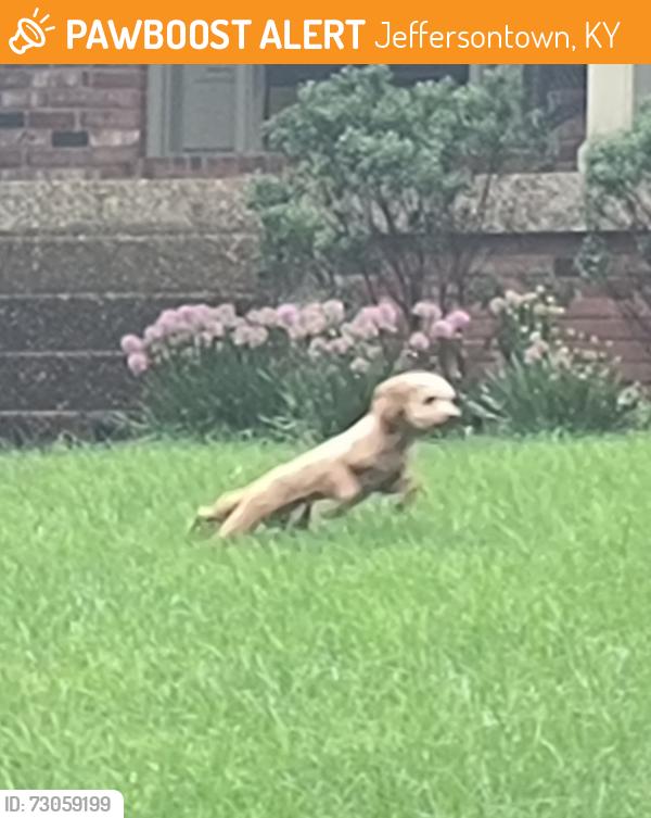 Found/Stray Unknown Dog last seen Rivanna drive, Jeffersontown, KY 40299