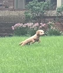 Found/Stray Unknown Dog last seen Rivanna drive, Jeffersontown, KY 40299