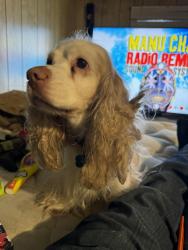 Lost Male Dog last seen Near strange rd lot 48, Taylors, SC 29687