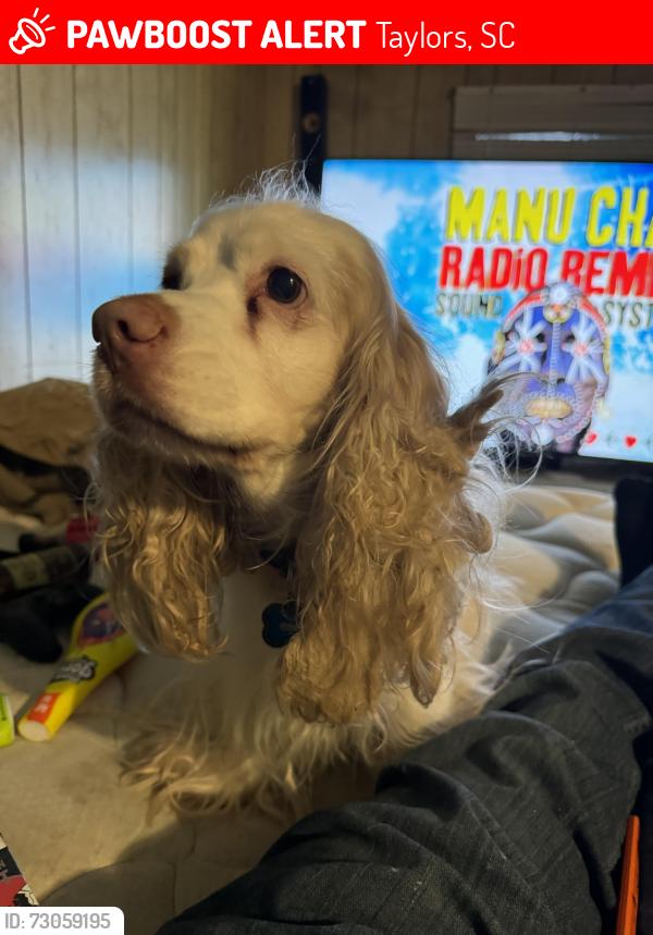 Lost Male Dog last seen Near strange rd lot 48, Taylors, SC 29687