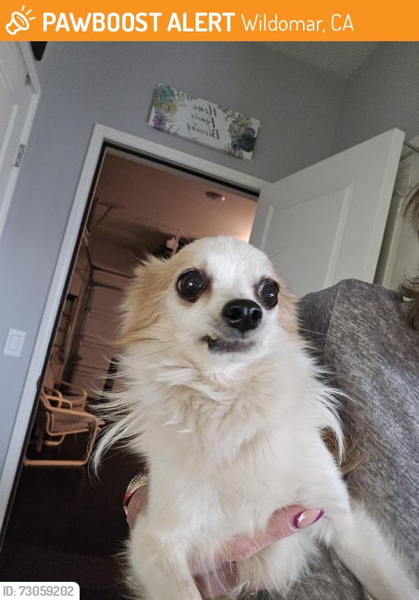 Found/Stray Male Dog last seen Soraya in Summerly , Wildomar, CA 92595