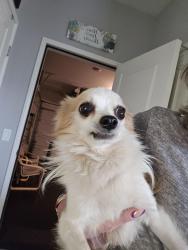 Found/Stray Male Dog last seen Soraya in Summerly , Wildomar, CA 92595