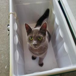 Reunited Male Cat last seen Julien Elementary School, Turlock, CA 95380