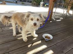 Reunited Female Dog last seen Flemming & Warner dr, San Jose, CA 95127