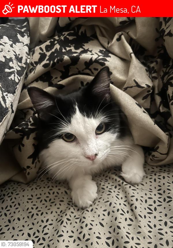 Lost Female Cat last seen Jackson & Laird, La Mesa, CA 91942