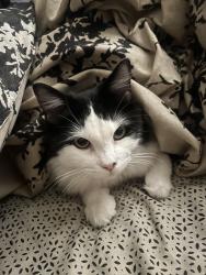 Lost Female Cat last seen Jackson & Laird, La Mesa, CA 91942