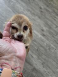 Found/Stray Male Dog last seen Soraya in Summerly , Wildomar, CA 92595