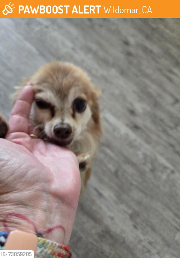 Found/Stray Male Dog last seen Soraya in Summerly , Wildomar, CA 92595
