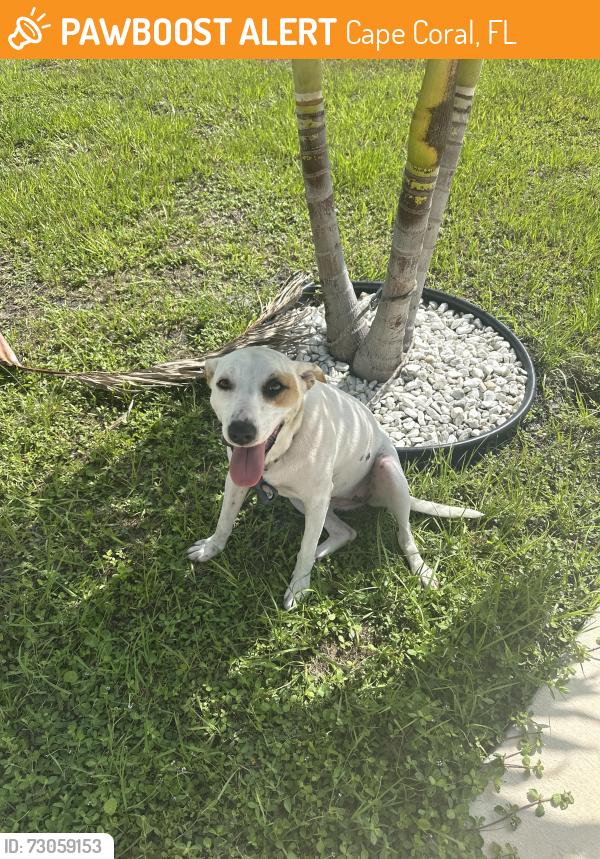 Found/Stray Female Dog last seen Near Burnt Store Rd N, Cape Coral, FL 33993, Cape Coral, FL 33993