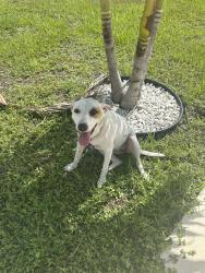 Found/Stray Female Dog last seen Near Burnt Store Rd N, Cape Coral, FL 33993, Cape Coral, FL 33993
