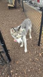 Found/Stray Female Dog last seen Quail Ridge apmts Dog Park, Columbus, GA 31907