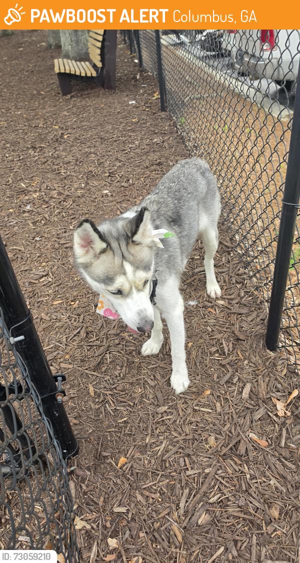 Found/Stray Female Dog last seen Quail Ridge apmts Dog Park, Columbus, GA 31907