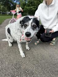 Found/Stray Unknown Dog last seen Landstrom rd/ bradley, Rockford, IL 61107