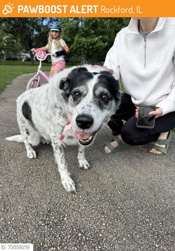 Found/Stray Unknown Dog last seen Landstrom rd/ bradley, Rockford, IL 61107