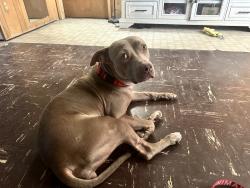 Found/Stray Female Dog last seen Webster and Ferguson, North Las Vegas, NV 89030