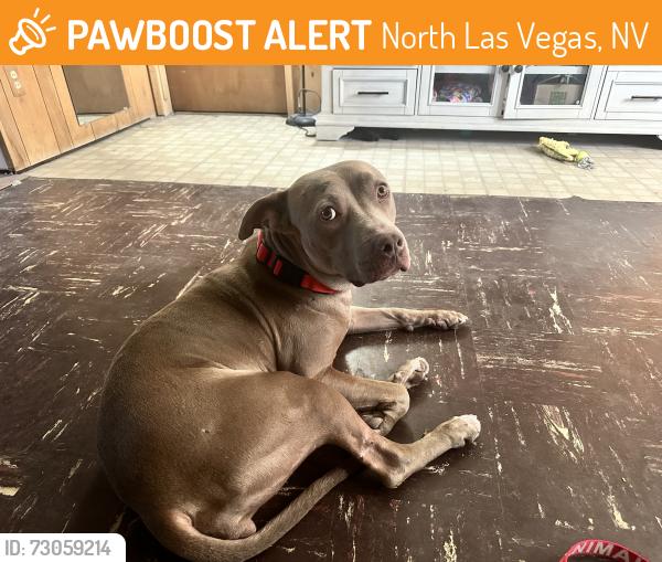 Found/Stray Female Dog last seen Webster and Ferguson, North Las Vegas, NV 89030