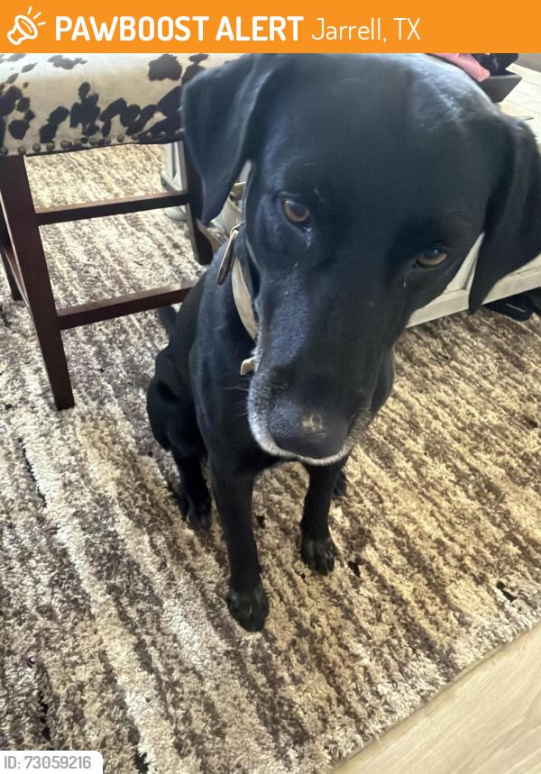 Found/Stray Male Dog last seen Avalon parkway and Dupont, Jarrell, TX 76537
