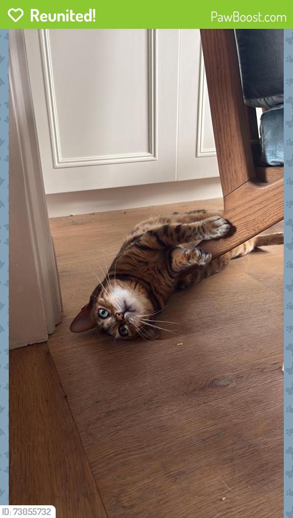 Reunited Female Cat last seen Westcombe Park , Greater London, England 