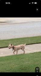 Found/Stray Male Dog last seen Near Greenlee Rd. Athens , Athens, GA 30606