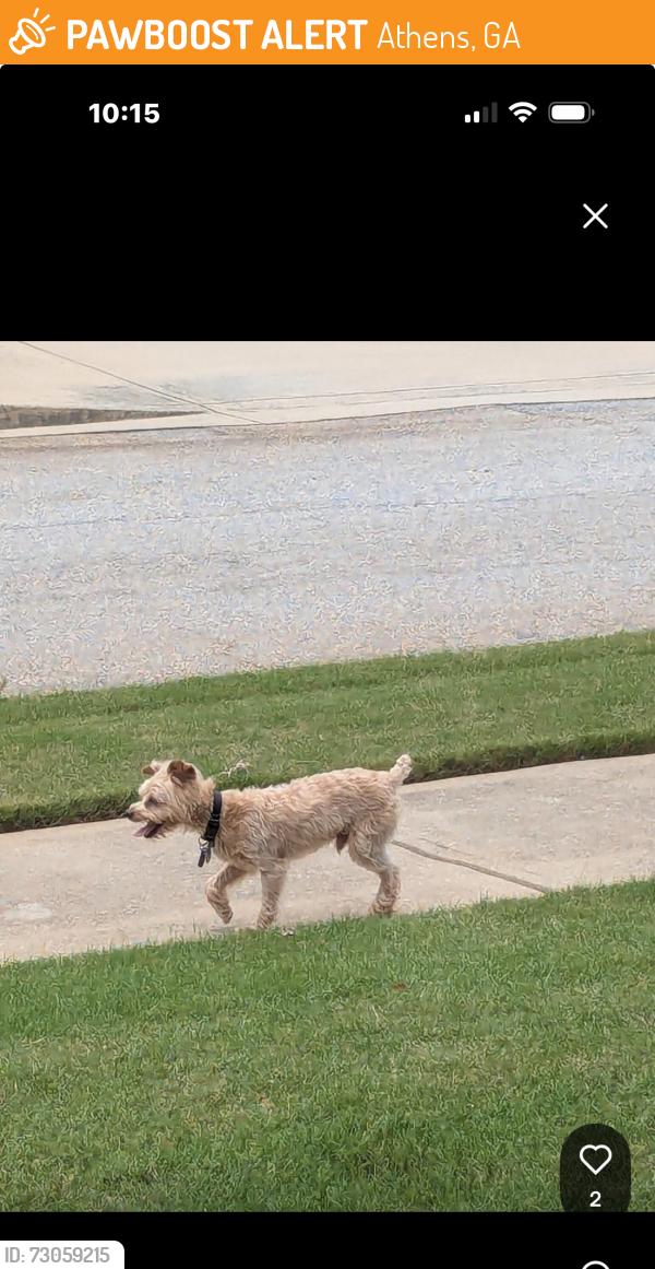 Found/Stray Male Dog last seen Near Greenlee Rd. Athens , Athens, GA 30606