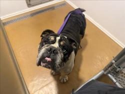 Shelter Stray Male Dog last seen Near BLOCK RANCH, 227 N D St, Perris, CA 92570, USA