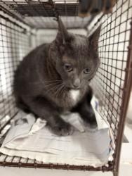 Shelter Stray Male Cat last seen , 14409 Vanowen St, Van Nuys, CA 91405, USA