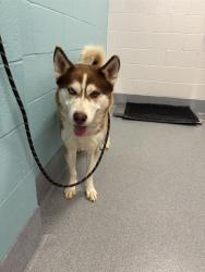 Shelter Stray Male Dog last seen Near, 2600 S Harding St, Indianapolis, IN 46221, USA