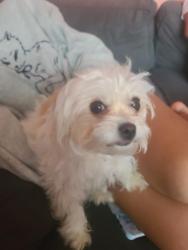 Reunited Female Dog last seen Near , Philadelphia, PA 19154