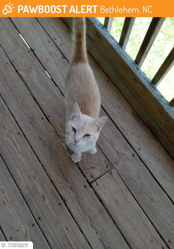 Found/Stray Male Cat last seen LC Starnes ln Taylorsville and backside of Rink Dam, Bethlehem, NC 28681