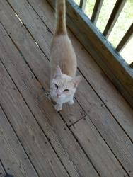 Found/Stray Male Cat last seen LC Starnes ln Taylorsville and backside of Rink Dam, Bethlehem, NC 28681