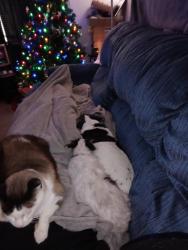Lost Male Cat last seen Near se 86th ave Portland oregon, Portland, OR 97266